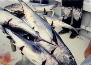 Peche au gros